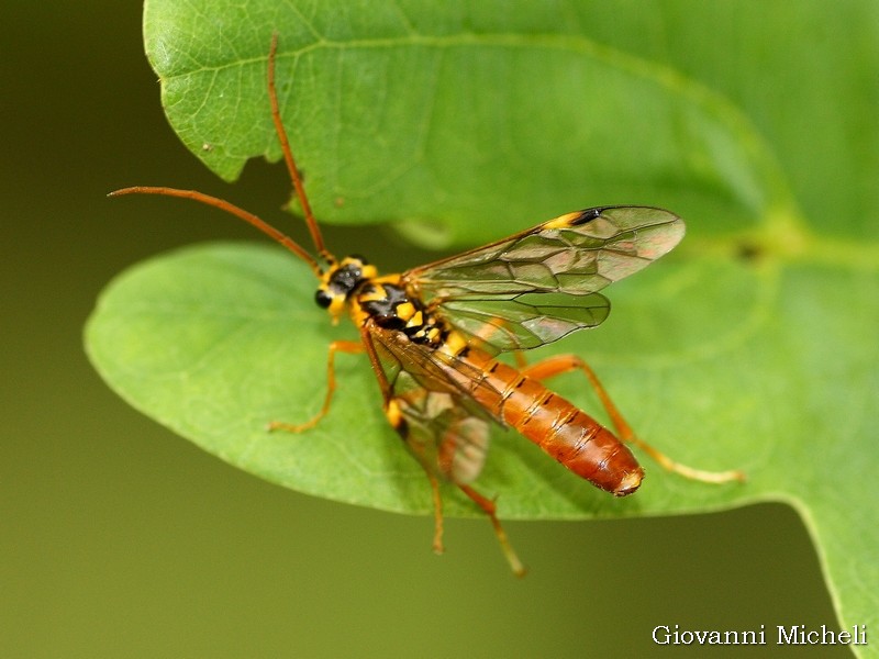 Tenthredinidae: Tenthredopsis sp., maschio.